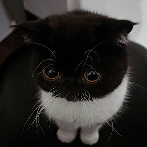 Meet your Posher, Dat